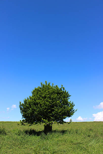 istock Single hornbeam tree (carpinus) in green field, blue sky, clouds 496797141
