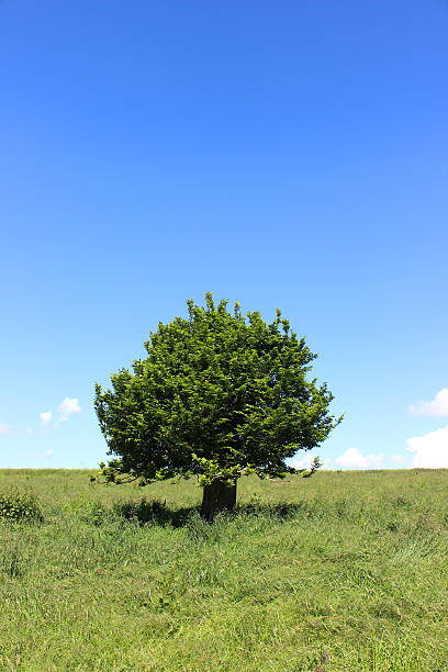 istock Single hornbeam tree (carpinus) in green field, blue sky, clouds 496797151