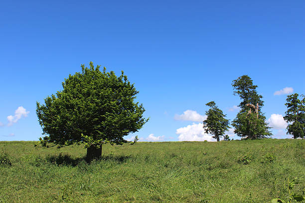istock Short hornbeam tree (carpinus) growing in green field, blue sky 496797161
