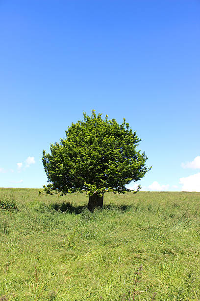 istock Single hornbeam tree (carpinus) in green field, blue sky, clouds 496797193