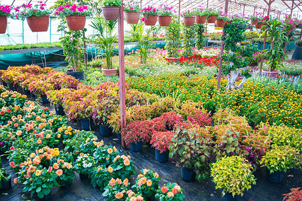 Flower pots in the greenhouse