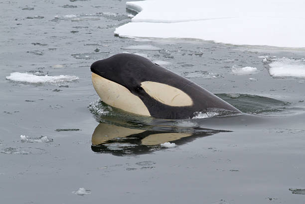 istock Portrait of orcas or killer whale 1 496797319