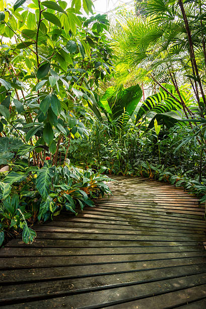 木製の森の小道 - formal garden tropical climate park plant ストックフォトと画像