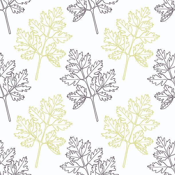 Hand drawn chervil stylized black and green seamless pattern Hand drawn chervil branch wirh flowers stylized black and green seamless pattern. Doodle drawing spicy herbs. Kitchen background. Hand drawn seasoning. Vector illustration cow parsley stock illustrations