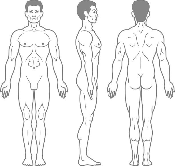 Male Body Front, Side and Back View High Resolution JPG,CS6 AI and Illustrator EPS 10 included. Each element is named,grouped and layered separately. Very easy to edit. phallic object stock illustrations