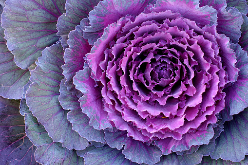 Its Kale, a decorative cabbage.