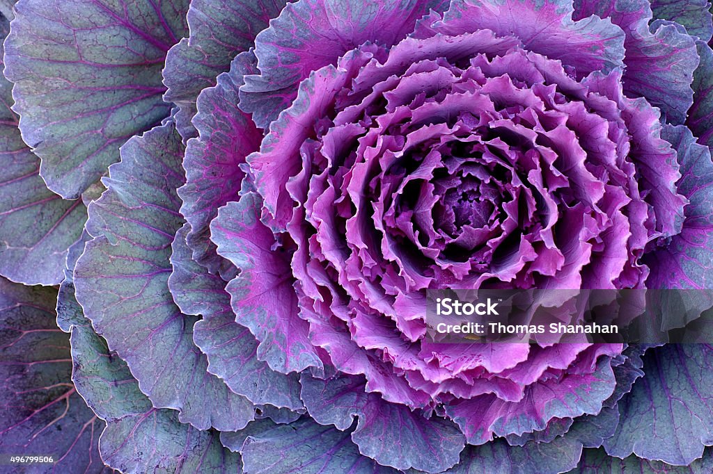 Decorative Cabbage - Kale Its Kale, a decorative cabbage. Food Stock Photo