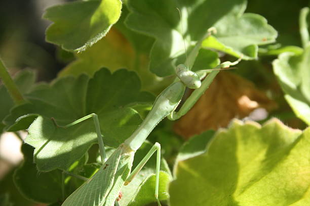 istock Praying Mantis Plant Camouflage 496799674