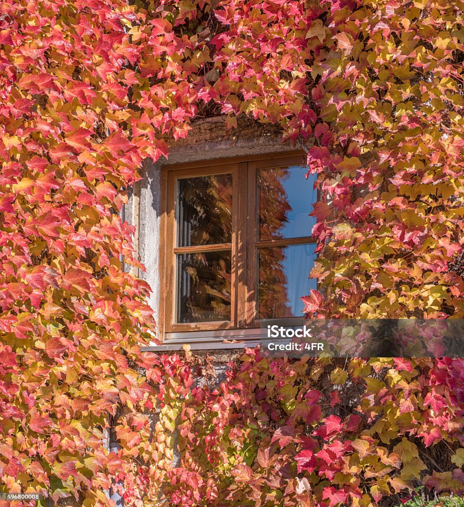 Wilder Wein, Ivy growing around a Window Wilder Wein, Ivy growing around a Window on a house wall in Austria. 2015 Stock Photo