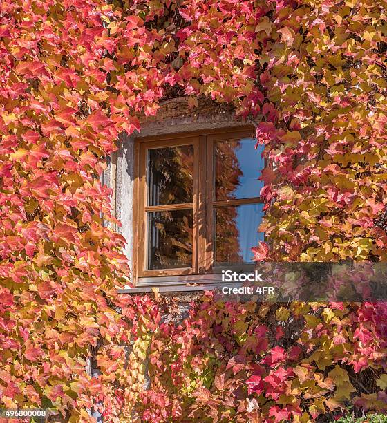 Wilder Wein Ivy Growing Around A Window Stock Photo - Download Image Now - 2015, Austria, Beauty