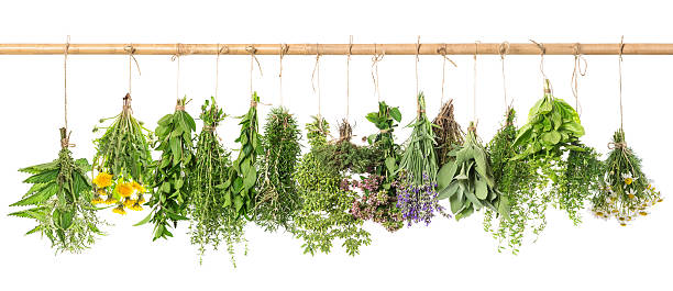 istock Herbal apothecary. Fresh herbs hanging. Basil, rosemary, thyme 496800326