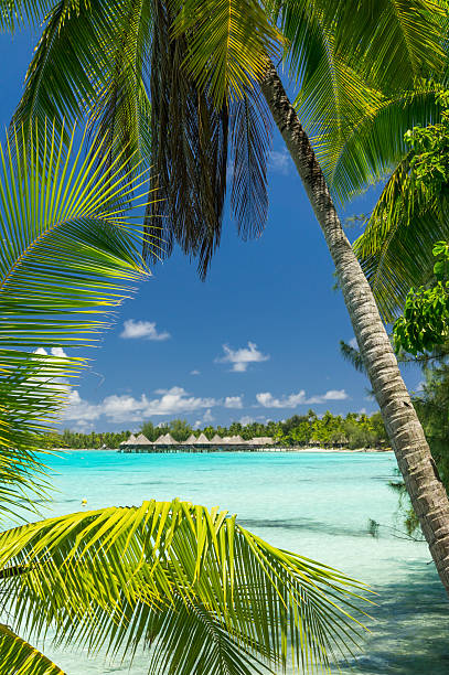 istock Paradise view of Rangiroa atoll, French Polynesia 496800422