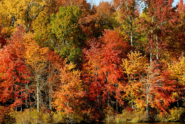 autumnal park in Vermont - New England during the autumn