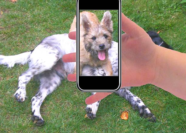 istock selfie cairn terrier and springer spaniel dogs playing 496802880