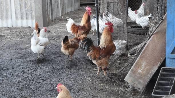 istock Hens in the yard of a hen house 496803036