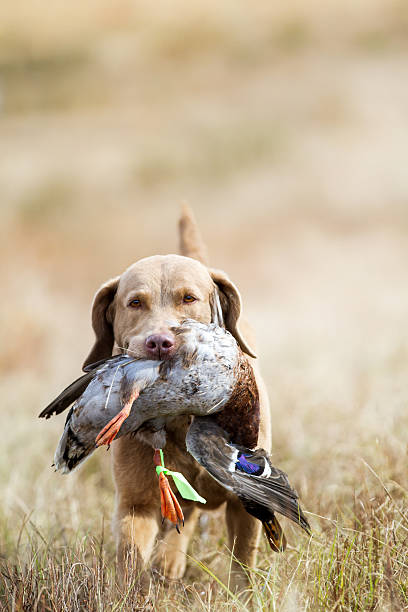 Dog: Chesapeake Bay Retriever Hunting A Chesapeake Bay Retriever bringing back a downed mallard.  water bird stock pictures, royalty-free photos & images