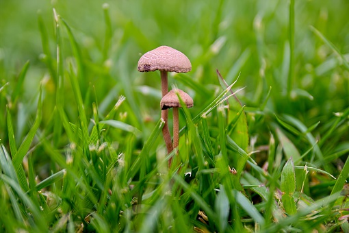 Enlargement of forest mushrooms