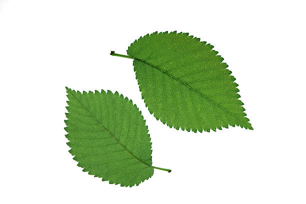 elm leaves stock photo