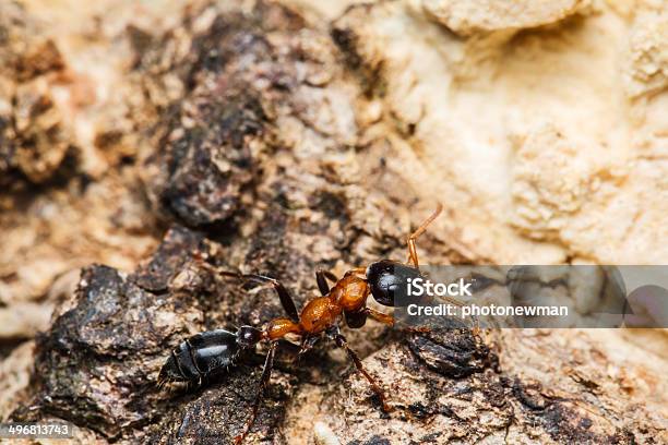 블랙 인부 Ants 가위개미에 대한 스톡 사진 및 기타 이미지 - 가위개미, 갈색, 개미