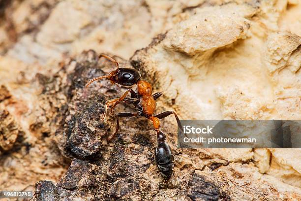 Preto Trabalhador Formigas - Fotografias de stock e mais imagens de Agressão - Agressão, Animais caçando, Animal