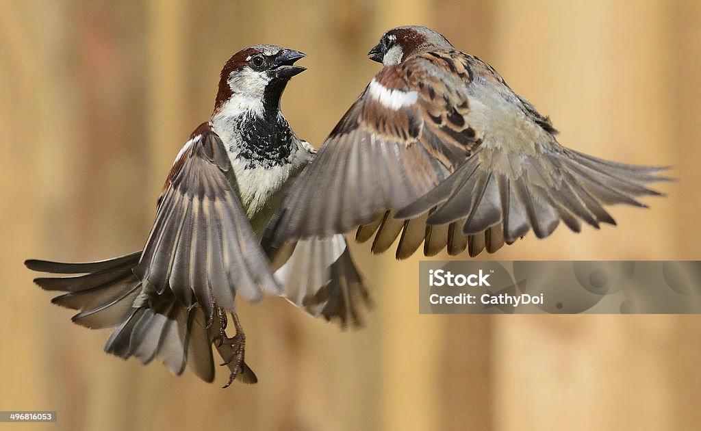 Featherweight Fighters Two male sparrows squabbling - none were hurt Bird Stock Photo