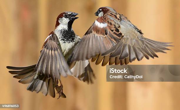 Featherweight Fighters Stock Photo - Download Image Now - Bird, Claw, Feather