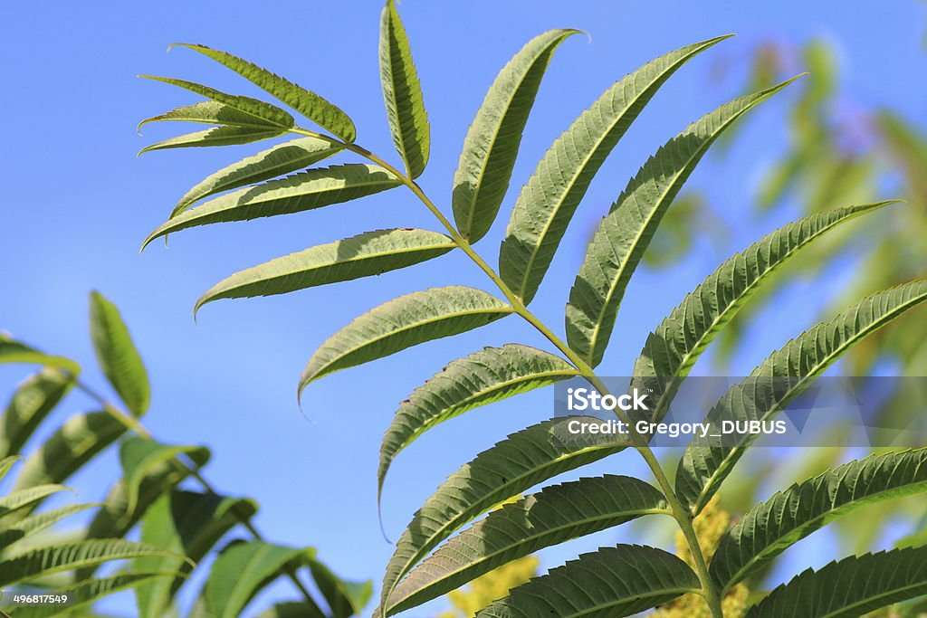 Zumaque hoja - Foto de stock de Aire libre libre de derechos