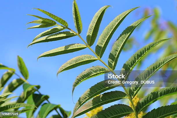 Zumaque Hoja Foto de stock y más banco de imágenes de Aire libre - Aire libre, Arbusto, Azul