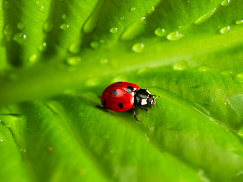 Ladybird on green leaf with water drops