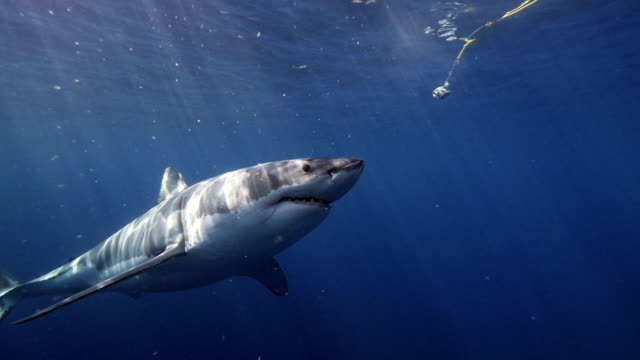 Great White Shark Slow Motion
