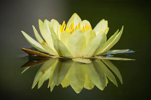 istock Lotus Flower Or Water Lily 496818191
