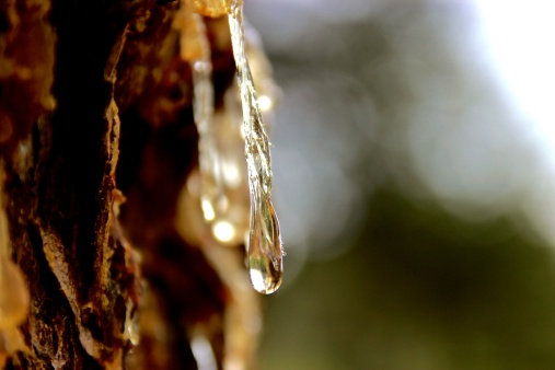 Sap macro with shallow depth of field