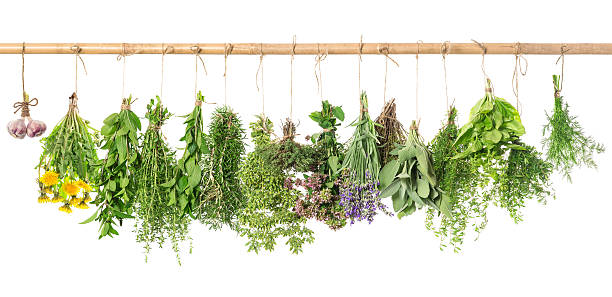 istock Fresh herbs. Basil, rosemary, thyme, mint, dill, sage, garlic 496818430