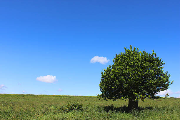 istock Single hornbeam tree (carpinus) in green field, blue sky, clouds 496818507