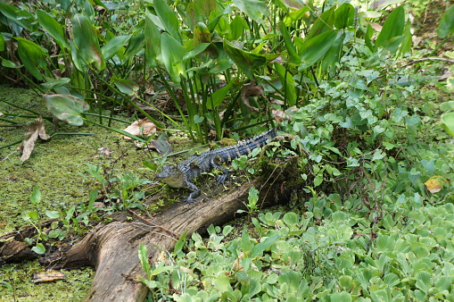 Alligator at Corkscrew Swamp Sanctuary - small alligator on log