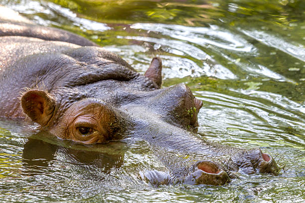 istock Hippo completely bathed in the river at water level 496818843