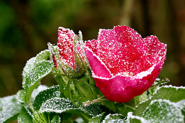 istock frozen rose sprinkled with first winter snow 496819156