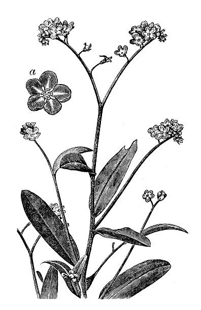 illustrations, cliparts, dessins animés et icônes de ancienne illustration de myosotis sylvatica (bois myosotis) - myosotis sylvatica