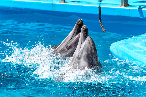 istock Glad beautiful dolphin in blue water in the swimming pool 496819737