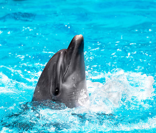 istock Glad beautiful dolphin in blue water in the swimming pool 496819869
