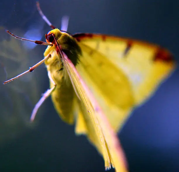 Yellow moth on glass