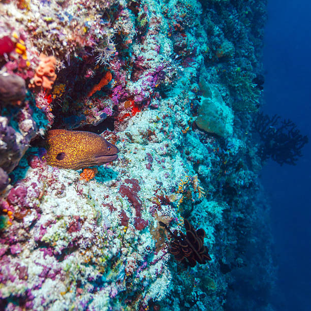 istock Moray Eel in Tropical Coral Reef, Maldives 496820054