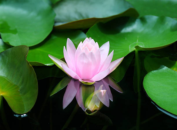 istock Lotus flower - reflection water pond blooming 496820163