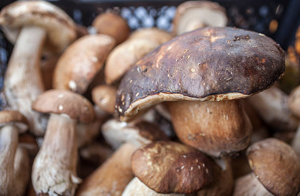 steinpilz - truffle mushrooms for sale stock-fotos und bilder