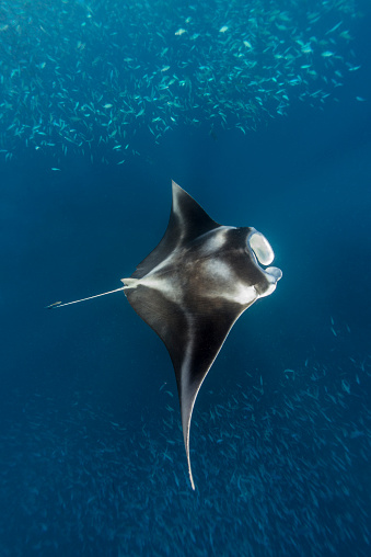 Manta ray in shallow waters eating small a \