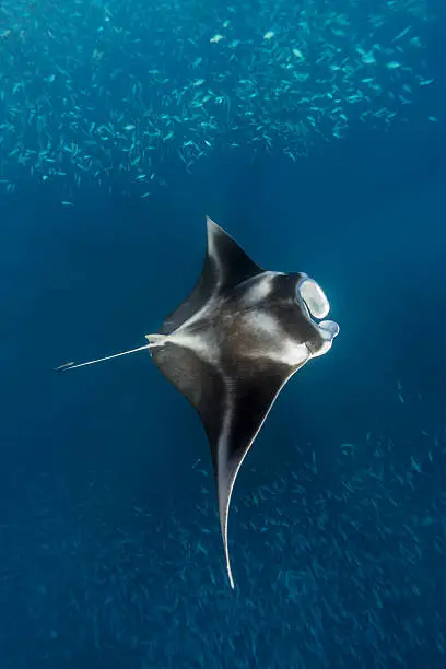 Manta ray in shallow waters eating small a "brunch" of fishes. These big mantas have a tactic to push the schools of fishes toward the surface, when they are eaten in a frenzy feeding action. They are filter feeders and eat large quantities of zooplankton, which they swallow with their open mouths as they swim.