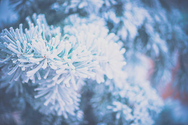 istock First winter snowfall. Branches with frozen snow 496821050