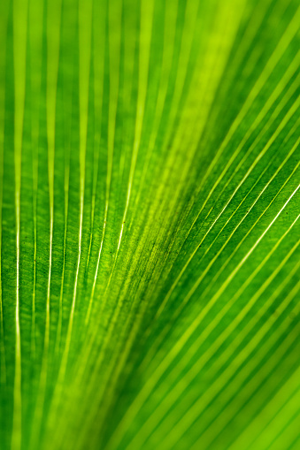 Closeup of a palm frond in a Florida garden.