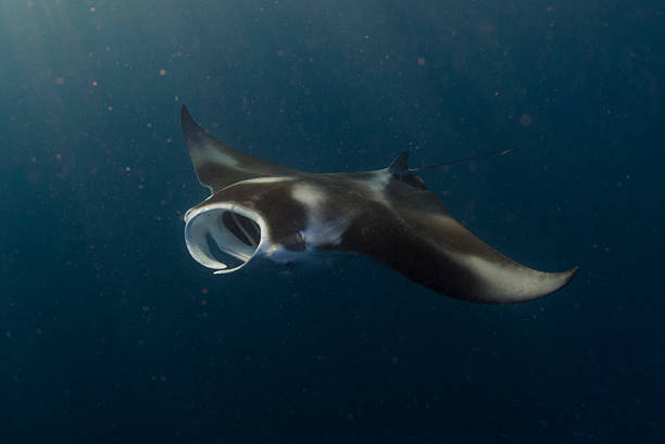 manta ray in deutsch kanal – palau, mikronesien - manta ray stock-fotos und bilder