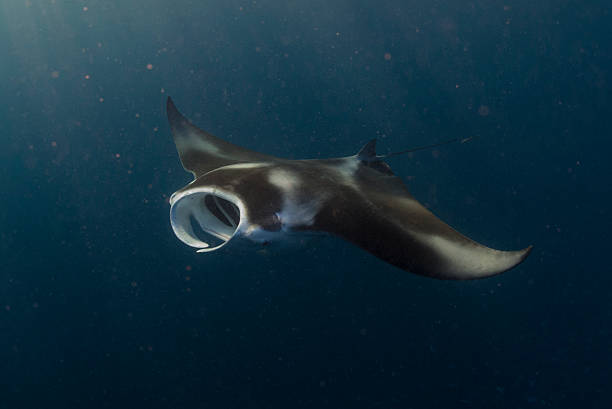 raia manta em canal alemão-palau, micronésia - manta ray - fotografias e filmes do acervo